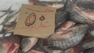 من 130 إلى 50 جنيها.. تعرف على متوسط أسعار الأسماك بعد نجاح مقاطعة بورسعيد ( صور) 