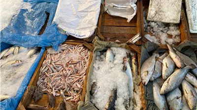 أسعار الأسماك اليوم، الكابوريا ترتفع 35 جنيهًا في سوق العبور