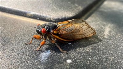 ظاهرة لم تحدث منذ عام 1803، مليارات الزيزان تستعد لغزو أمريكا