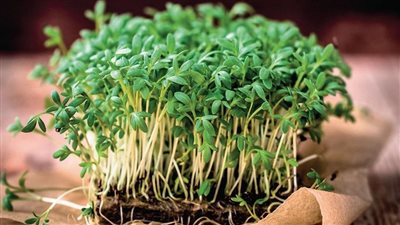 فوائد حب الرشاد الصحية، لتقوية العظام وتسكين الآلام