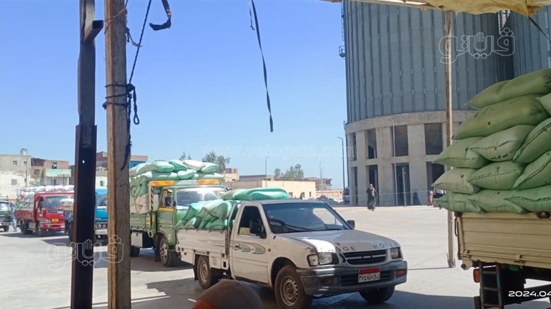 قمح كفر الشيخ،فيتو