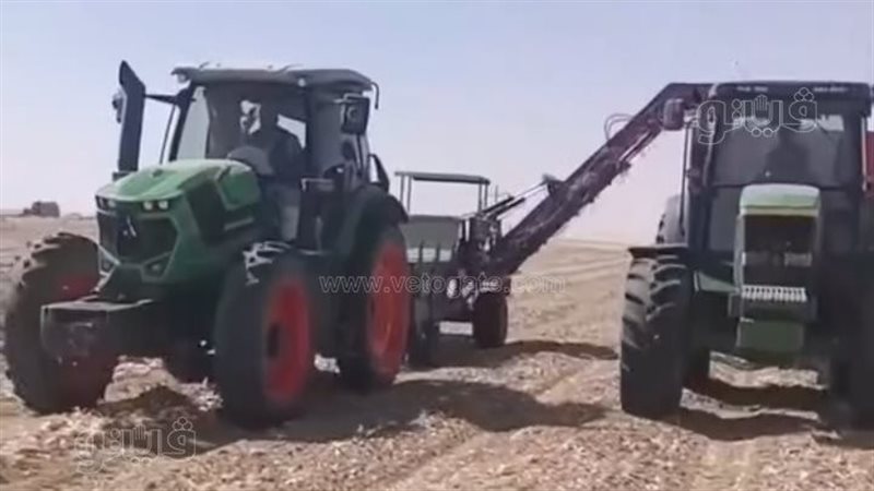 حصاد البصل بالوادي