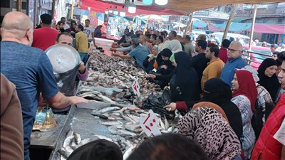 البلطي بـ 60 جنيهًا، انخفاض أسعار الأسماك في دمياط (فيديو وصور)