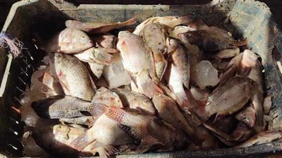 طرح 1.9 طن أسماك بمنافذ الوحدات القروية بمركز الفرافرة بالوادي الجديد 