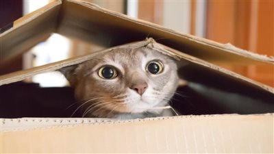 قفزت في الصندوق دون علم أصحابها، قصة القطة الضالة داخل طرد شركة أمازون 