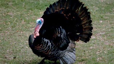 تفسير رؤية الديك الرومي في المنام وعلاقتها بالقوة والسلطة