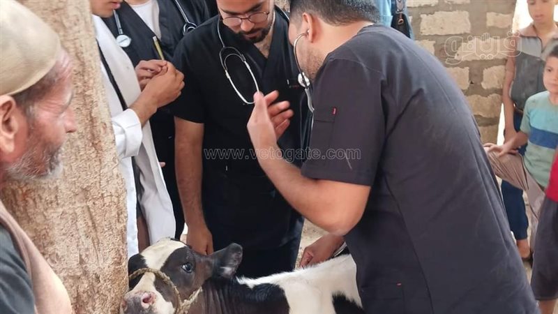 حملات بيطرية في المنيا،