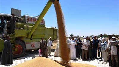 محافظ أسوان يتابع حصاد محصول القمح بقرية الحكمة (صور)
