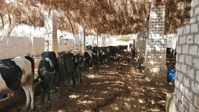 تحصين 85% من الثروة الحيوانية ضد الحمى القلاعية والوادي المتصدع بالوادي الجديد 