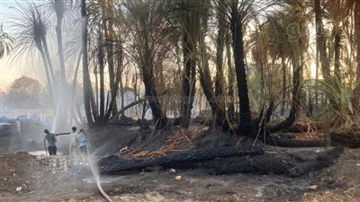 السيطرة على حريق اندلع ببعض أشجار النخيل في أسوان (صور) 