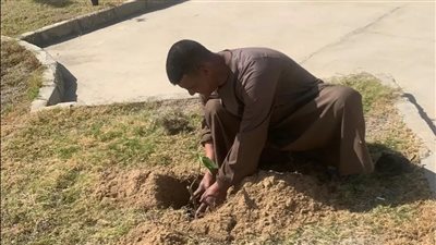 جهاز طيبة يستكمل زراعة الأشجار المثمرة بالمدينة