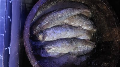 تموين الإسكندرية يضبط ما يقارب من نصف طن فسيخ مجهول المصدر