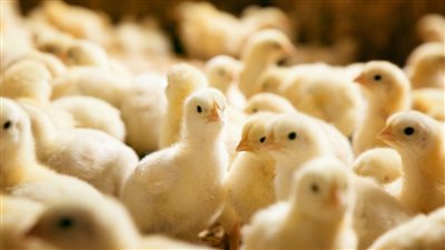 الثروة الداجنة عن ارتفاع سعر الكتكوت: اللي وعدوا الحكومة بخفض الأسعار هم اللي رفعوه