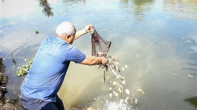 إنزال زريعة الأسماك في بحري أبو الأخضر وفاقوس بالشرقية 