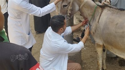 جامعة المنيا تُقدم خدمات قافلتها البيطرية لــ «سفاي» بأبوقرقاص