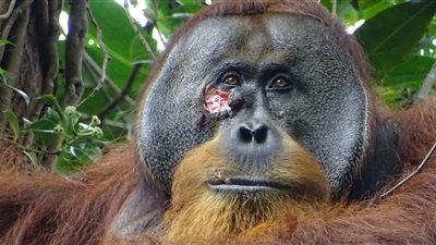 اكتشاف حيوان يعالج جروحه بـ