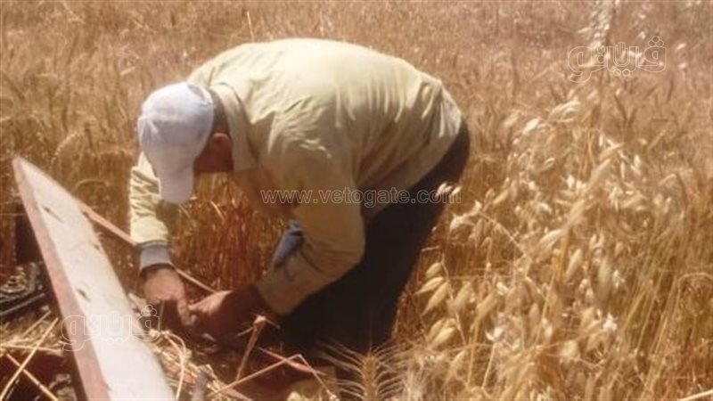 توريد القمح في محافظات