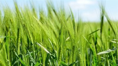 تفسير حلم الزرع في المنام وعلاقته بالتخلص من المشكلات والصعوبات 