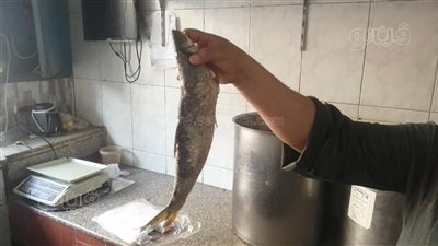 بتخفيضات تصل لـ 25%.. إقبال أهالي الأقصر على الملوحة.. وأشهر فسخاني بالمحافظة: علاج للضغط المنخفض ونزلات البرد (فيديو وصور)