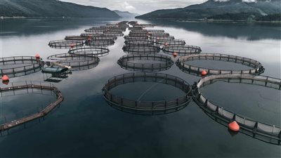 محافظ قنا يعلن توريد ٢٥ ألف زريعة بالمزرعة السمكية 