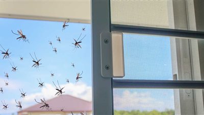  لماذا ينتشر الناموس والذباب بكثافة هذه الأيام؟ باحث يجيب