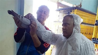 انطلاق فعاليات المرحلة الأولى لسباقات الحمام الزاجل بالقليوبية