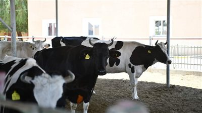 محافظ قنا يتفقد مشروعات الأمن الغذائي بمنطقة المعنا