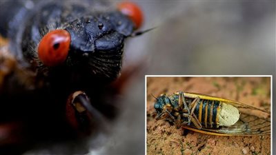 عجائب الدنيا الطبيعية، ما هي حشرات الزومبي التي اجتاحت ولايات أمريكية