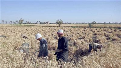 التموين: فتح نقاط استلام الأقماح المحلية خلال إجازة أعياد القيامة وشم النسيم