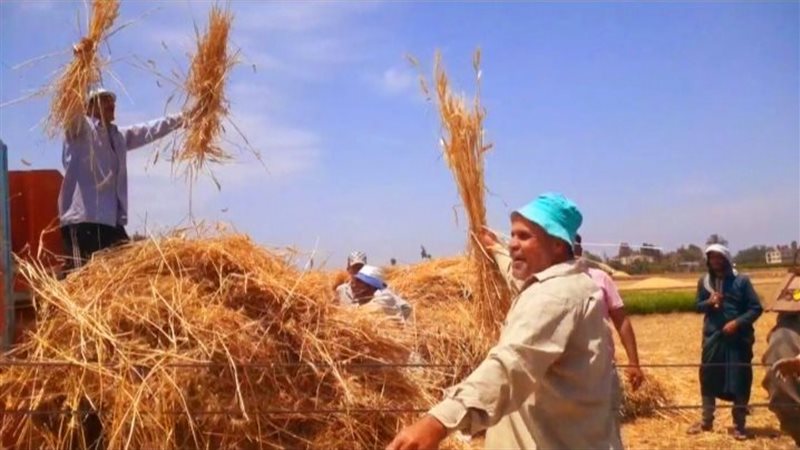 فرحة فلاحي الغربية
