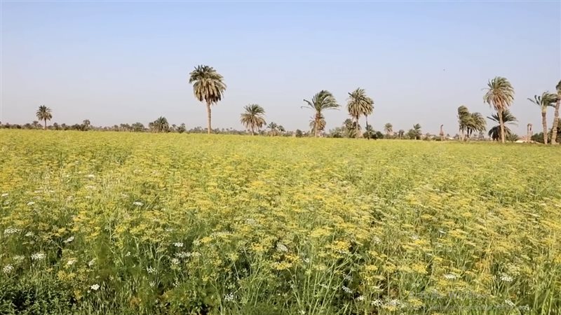 حقول الشمر بالفيوم،