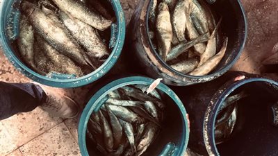 ضبط نصف طن فسيخ فاسد في دمياط 