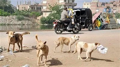 كلب مسعور يعقر طفلا في الغربية