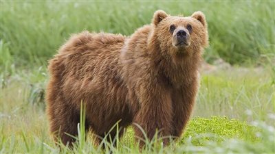 تفسير رؤية الدب في المنام وعلاقتها بكسب أموال حرام 