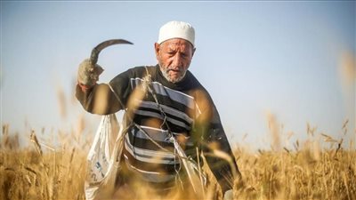 التموين: تذليل العقبات أمام مزارعي القمح ونسبة الفاقد بالمحصول الجديد 