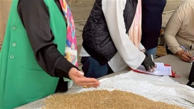 تموين الجيزة: لا صحة لمنح إجازة غدا للعاملين بصوامع القمح