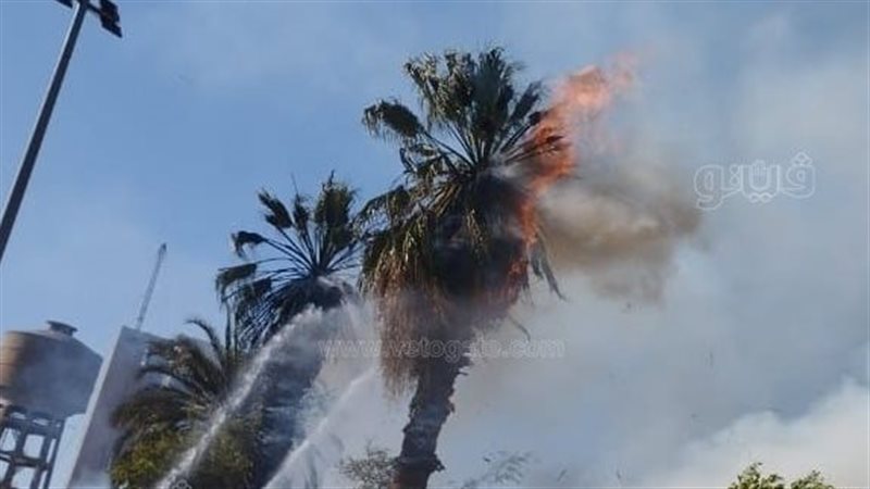 حريق أشجار في المنيا،