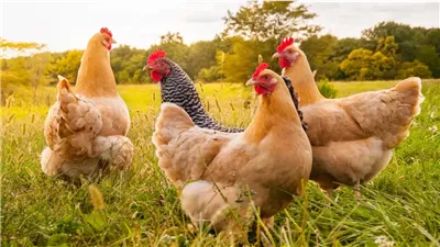 تفسير رؤية الفراخ في المنام وعلاقتها بالحصول على فرصة عمل بالخارج 