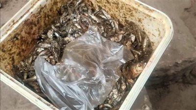 تموين الأقصر: ضبط ربع طن أسماك مملحة فاسدة 