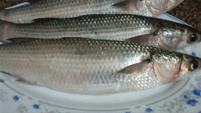 إزاي تعرفي جودة الفسيخ