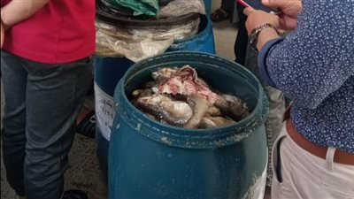 ضبط نصف طن أسماك مملحة فاسدة قبل بيعها في الإسماعيلية (صور) ‏‎