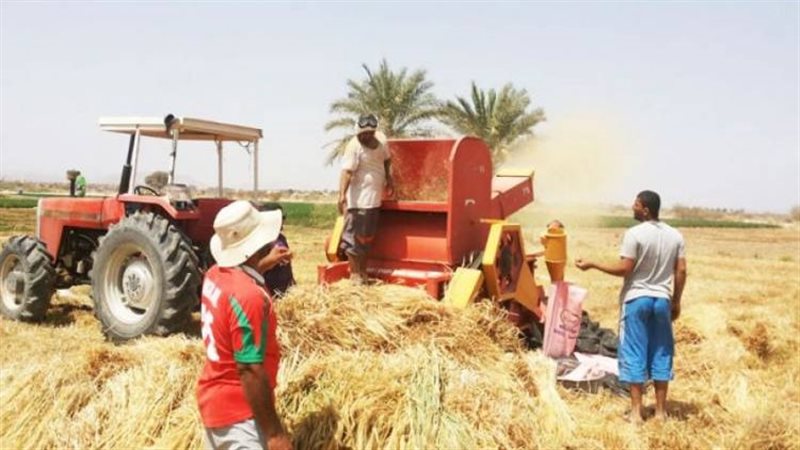 دراس محصول القمح