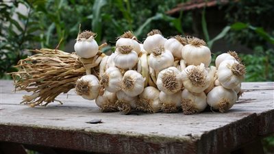 نقيب الفلاحين يفجر مفاجأة صادمة تدفع سعر الثوم إلى 150 جنيها (فيديو)