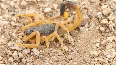 تفسير حلم العقرب في المنام وعلاقته بالتعرض للاحتيال والتشهير من الأعداء 