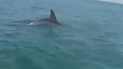 الوطنية للطوارئ ترصد ظهور دلافين بمياه فايد في الإسماعيلية (فيديو ) 