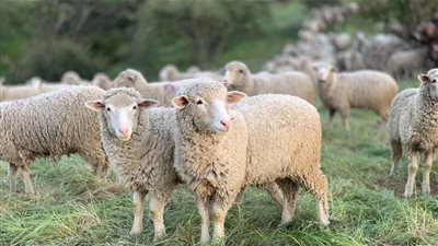 من السن للتعامل مع الحيوان الهائج، أستاذ ببحوث تكنولوجيا الأغذية يكشف خطوات شراء وذبح الأضحية