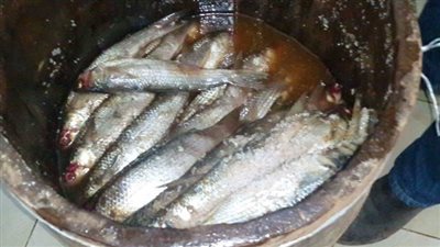 حملات شم النسيم، ضبط نصف طن أسماك مملحة ولحوم ودواجن فاسدة بالمنيا