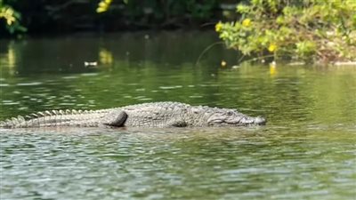 اتخلصت منه بسبب أبوه، أم تلقي بابنها المعاق في نهر تماسيح (فيديو)