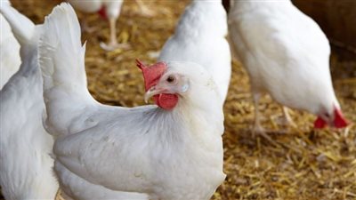 الكيلو يبدأ من 78 جنيهًا، أسعار الدواجن اليوم الأربعاء