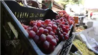 أسعار الفاكهة اليوم، العنب والمشمش يواصلان الانخفاض في سوق العبور 